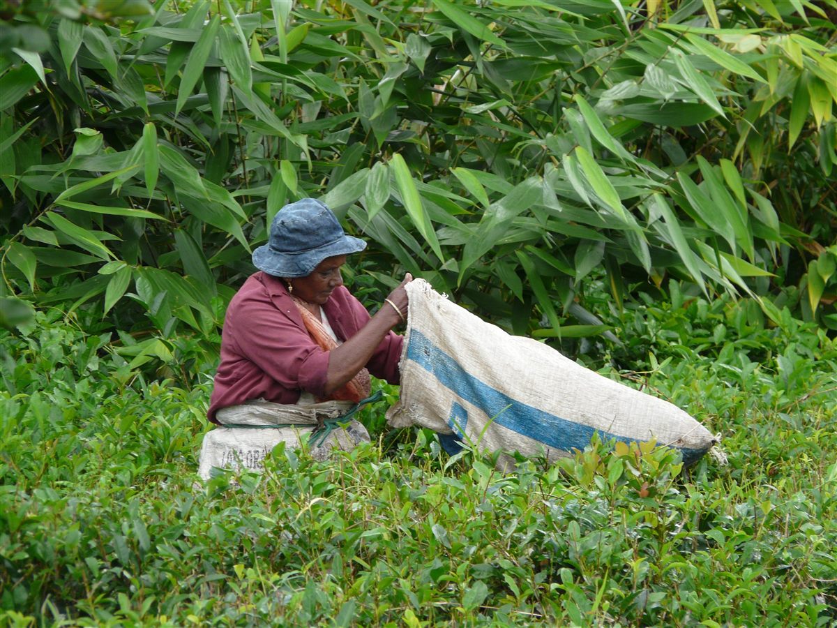 Cueillette du thé à la main dans une plantation des hauts plateaux mauriciens