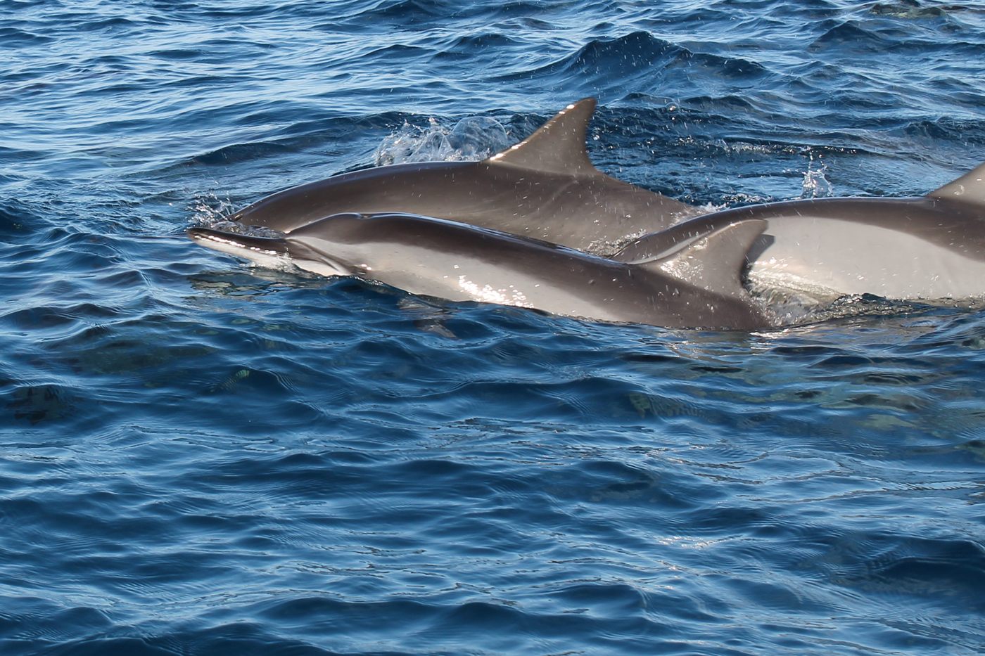 Deux dauphins à long bec remontant à la surface dans les eaux calmes de la baie de Tamarin, à l&rsquo;île Maurice