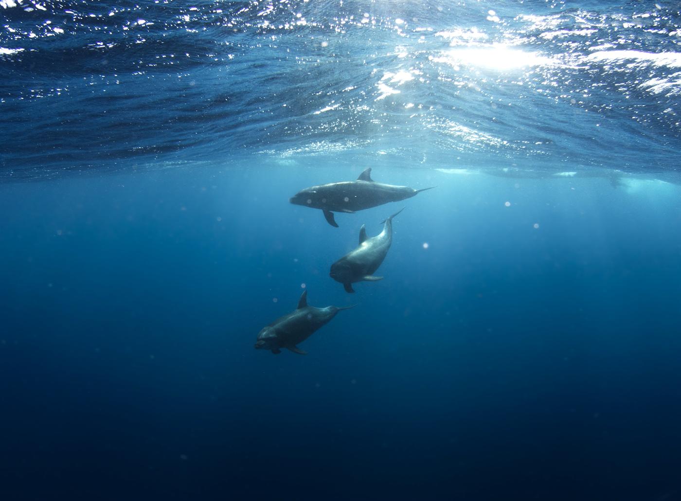 Trois dauphins nageant sous la surface au large de la baie de Tamarin, à l’île Maurice