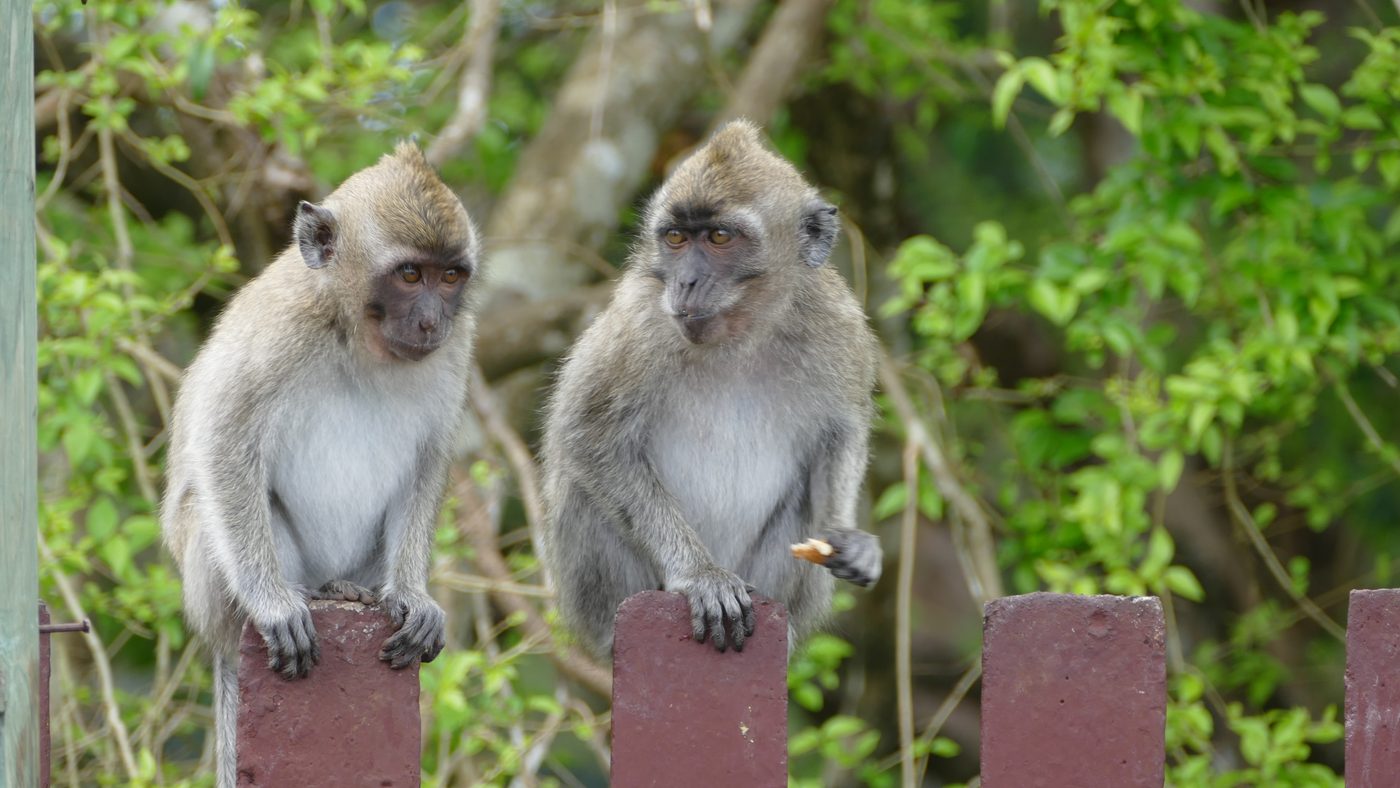 Deux macaques perchés sur une clôture du parc animalier, dans le sud de l&rsquo;île Maurice