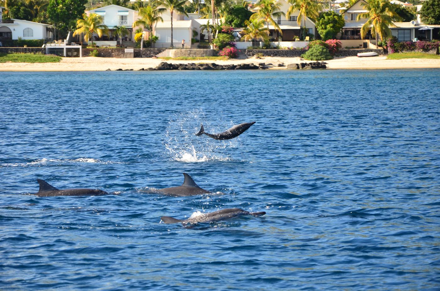 Dauphins bondissant dans la baie de Tamarin, sur la côte ouest de l&rsquo;île Maurice