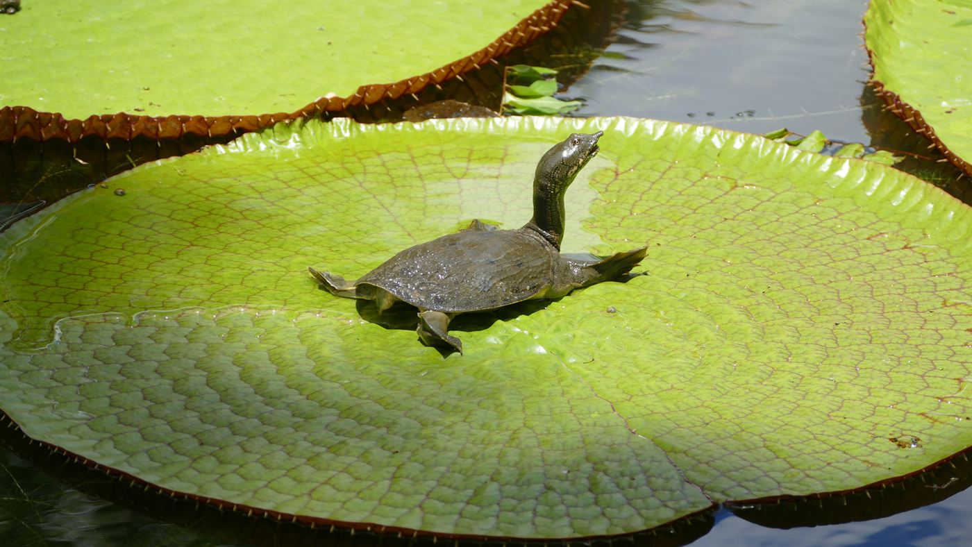 Tortue d’eau posée sur une feuille de nénuphar géant Victoria amazonica, au jardin de Pamplemousses