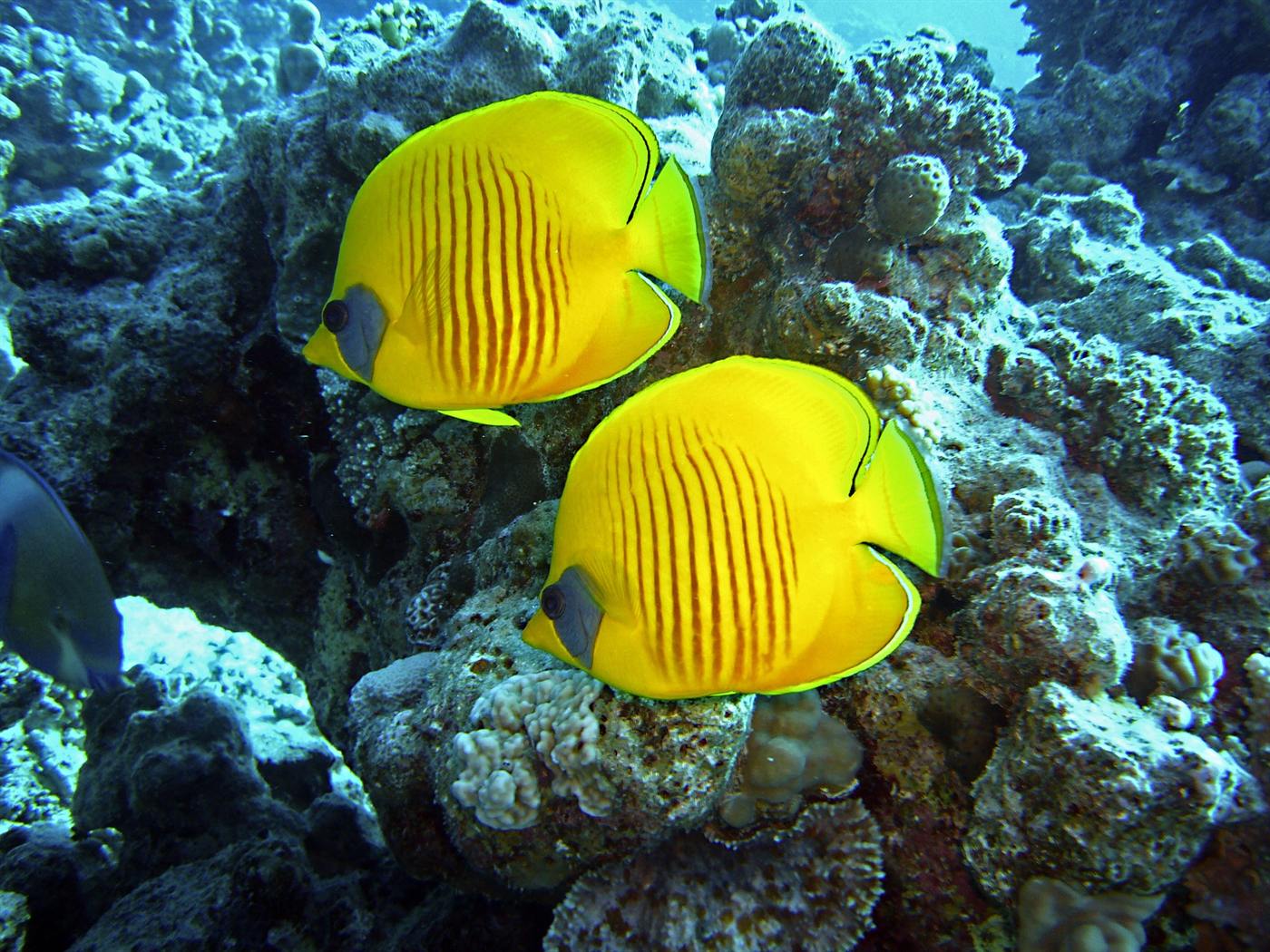 Plongeur sous-marin au-dessus d’un récif corallien à l’île Maurice